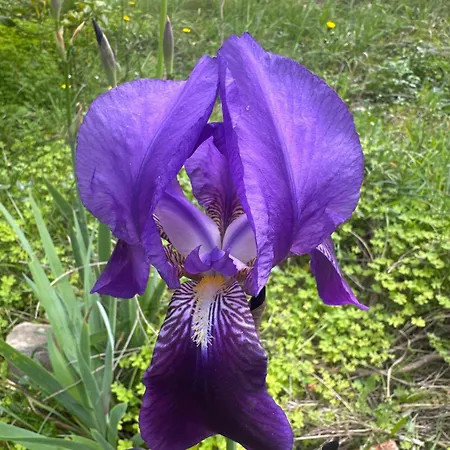Nostro Rifugio אפריקלה