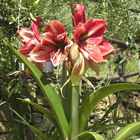 Nostro Rifugio בית נופש *