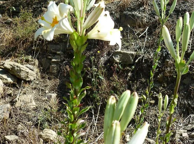 Nostro Rifugio בית נופש